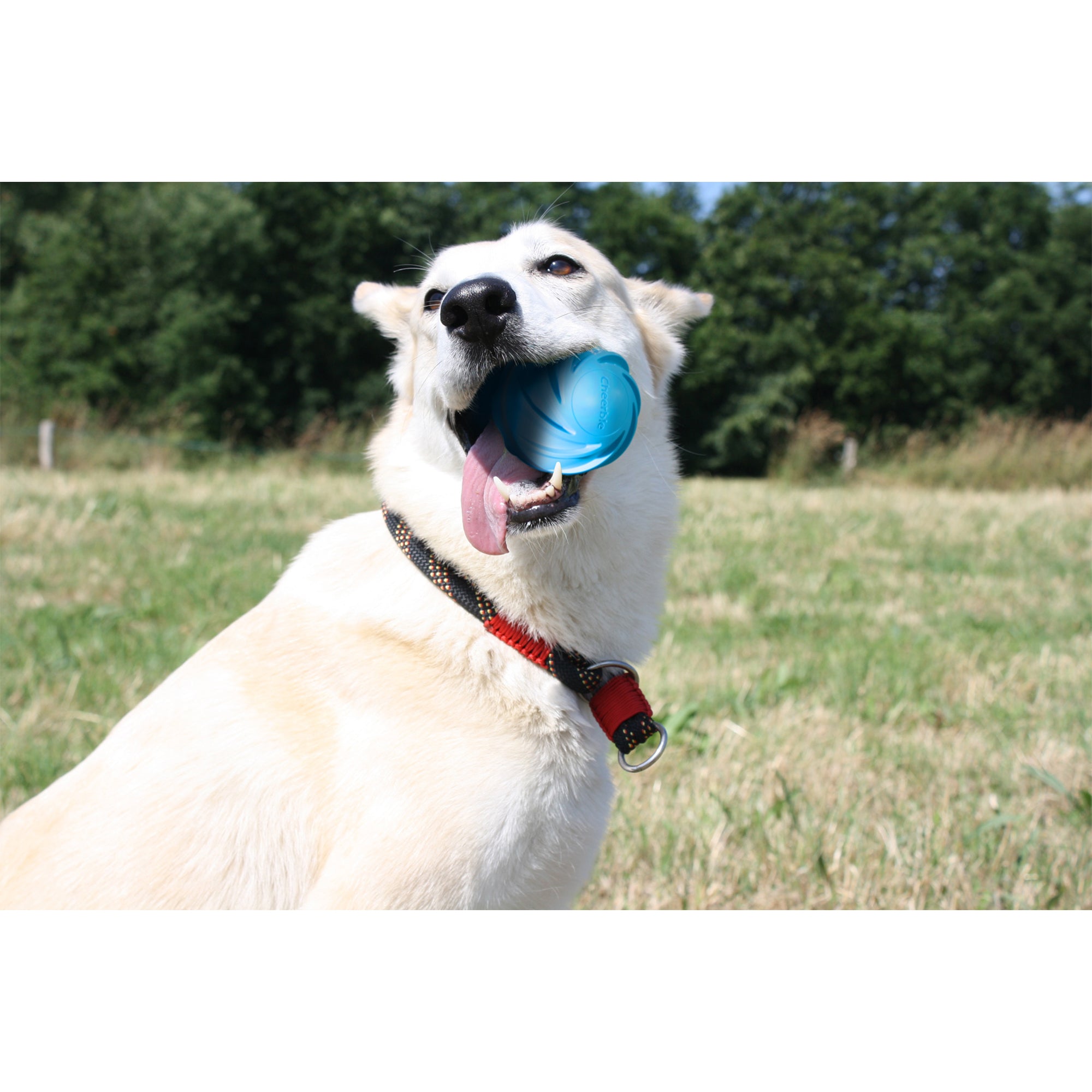 Cheerble Wicked Cyclone Indoor Outdoor Automatic Interactive Dog Toy Ball, Blue