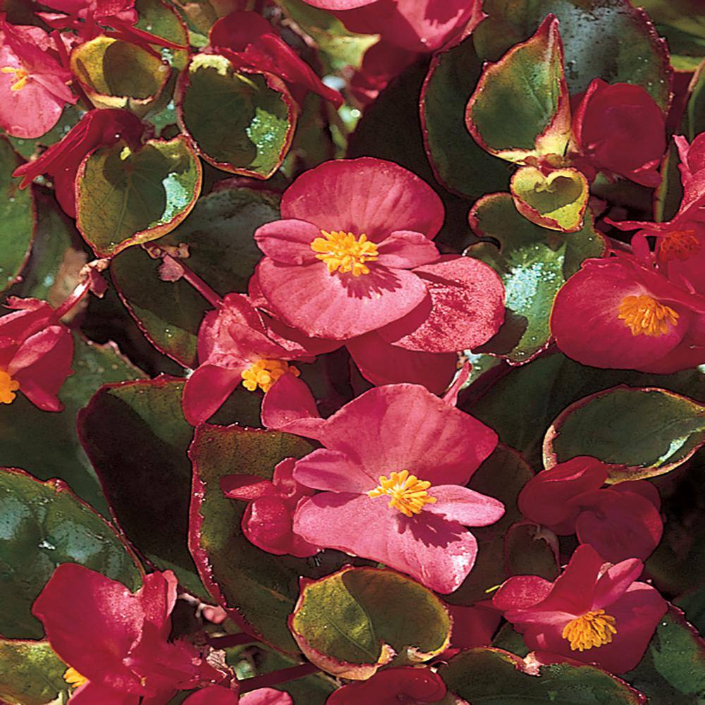 4.5 in. Red Begonia Plant 9656