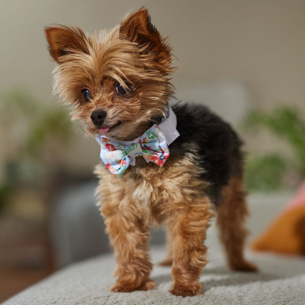 Frisco Floral Dog and Cat Bow Tie