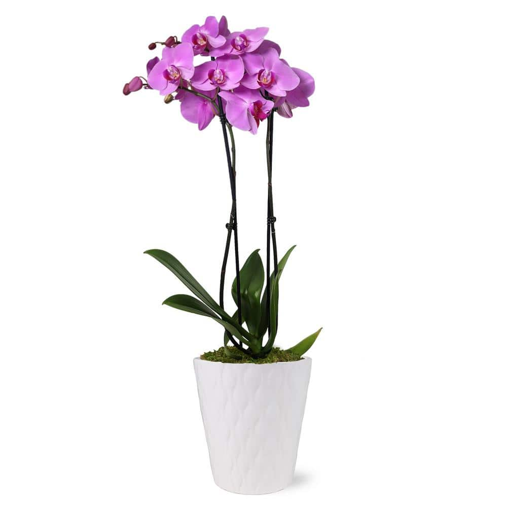 Just Add Ice Orchid (Phalaenopsis) Pink Plant in 5 in. White Ceramic Pottery J5007