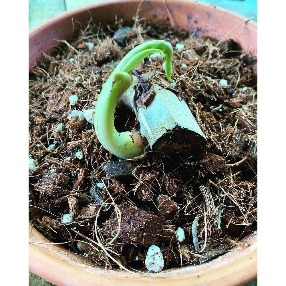 NOOT 1 qt. Organic Propagation Root Rescue Potting Mix RESCUE-MIX