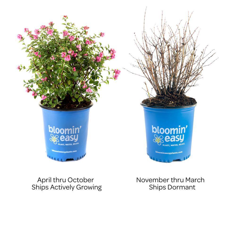 BLOOMIN' EASY 2 Gal. Pinky Promise Snowberry (Symphoricarpos) Live Shrub Gumball Pink Berries DGSZ5999