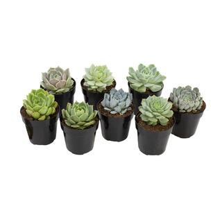 SMART PLANET 2.5 in. Echeveria Collection Plant (8-Pack) 0880055