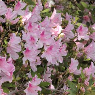 national PLANT NETWORK 2.5 qt. Azalea George L. Tabor Flowering Shrub with White and Pink Blooms HD7013
