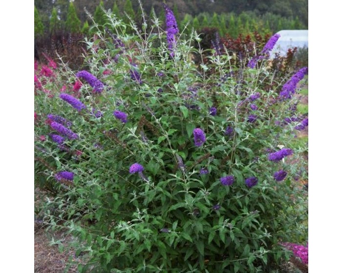 Capstone Plants Buddleia First Edition Assorted Colors 2G Pot