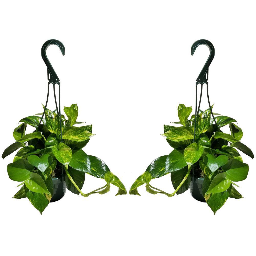 Golden Pothos Plant in 6 in. Hanging Basket (2-Pack) 2PkHBGldP