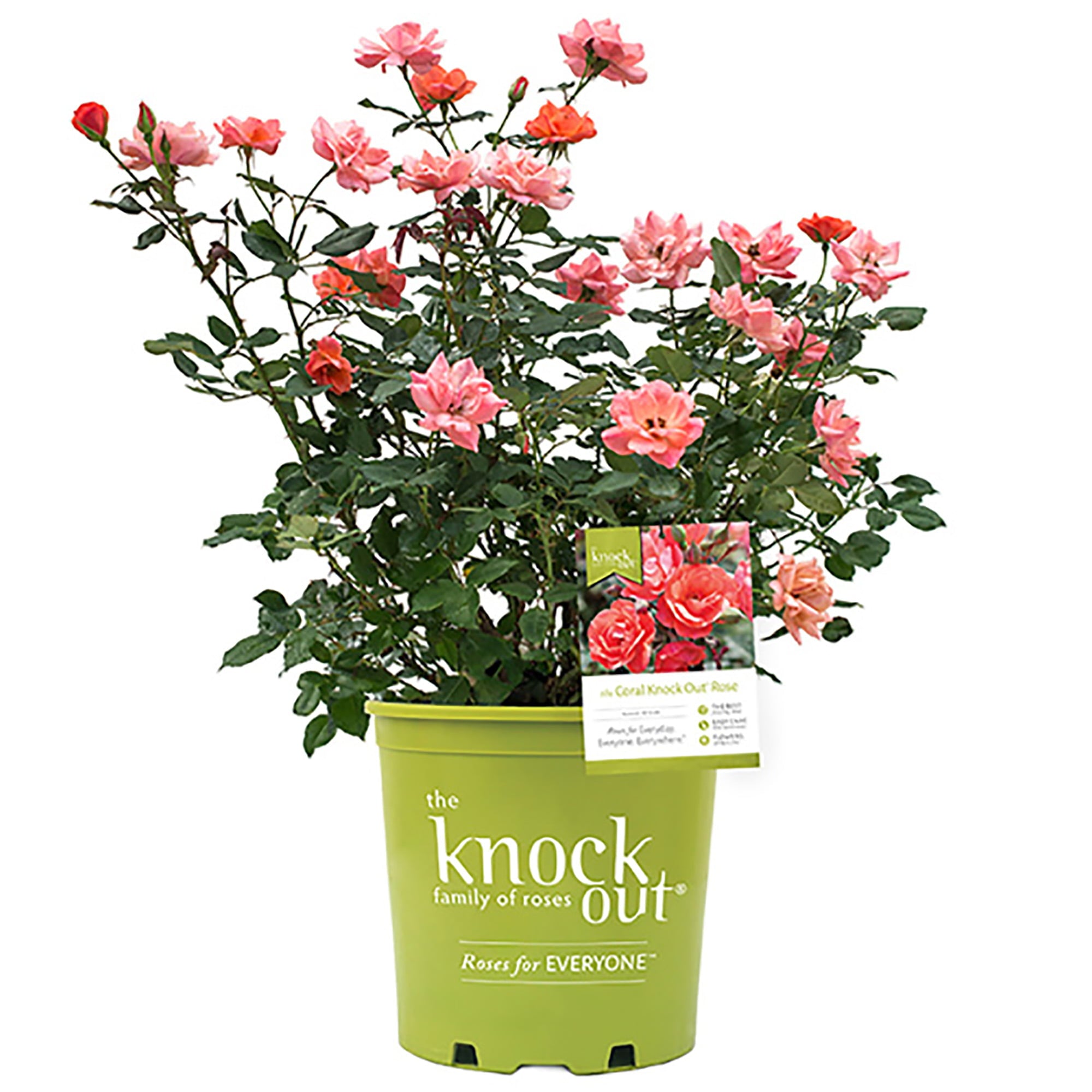 The Coral Knock Out® Rose Plant with Unique Coral Blooms 1 Gallon