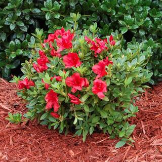 Vigoro 2 Gal. Echo Rojo Azalea Shrub with Dark Red Reblooming Flowers 10351