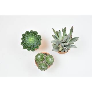 SMART PLANET 2.5 in. Assorted Succulent 3-Pack in Terra Cotta Clay Pot 0872531