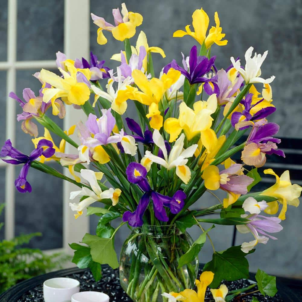 VAN ZYVERDEN Dutch Iris Mixed Bulbs (Set of 25) 11270