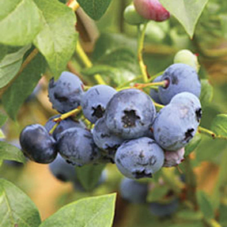 Woodard Rabbiteye Blueberry Bush (2.5 Quart) Fruit-Bearing Deciduous Shrub - Full Sun Live Outdoor Plant