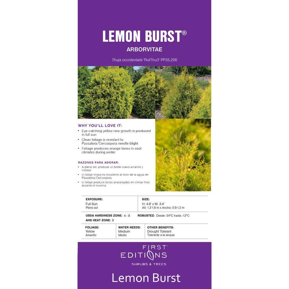 FIRST EDITIONS 2 Gal. Lemon Burst Arborvitae Evergreen Shrub with Golden Foliage 18136