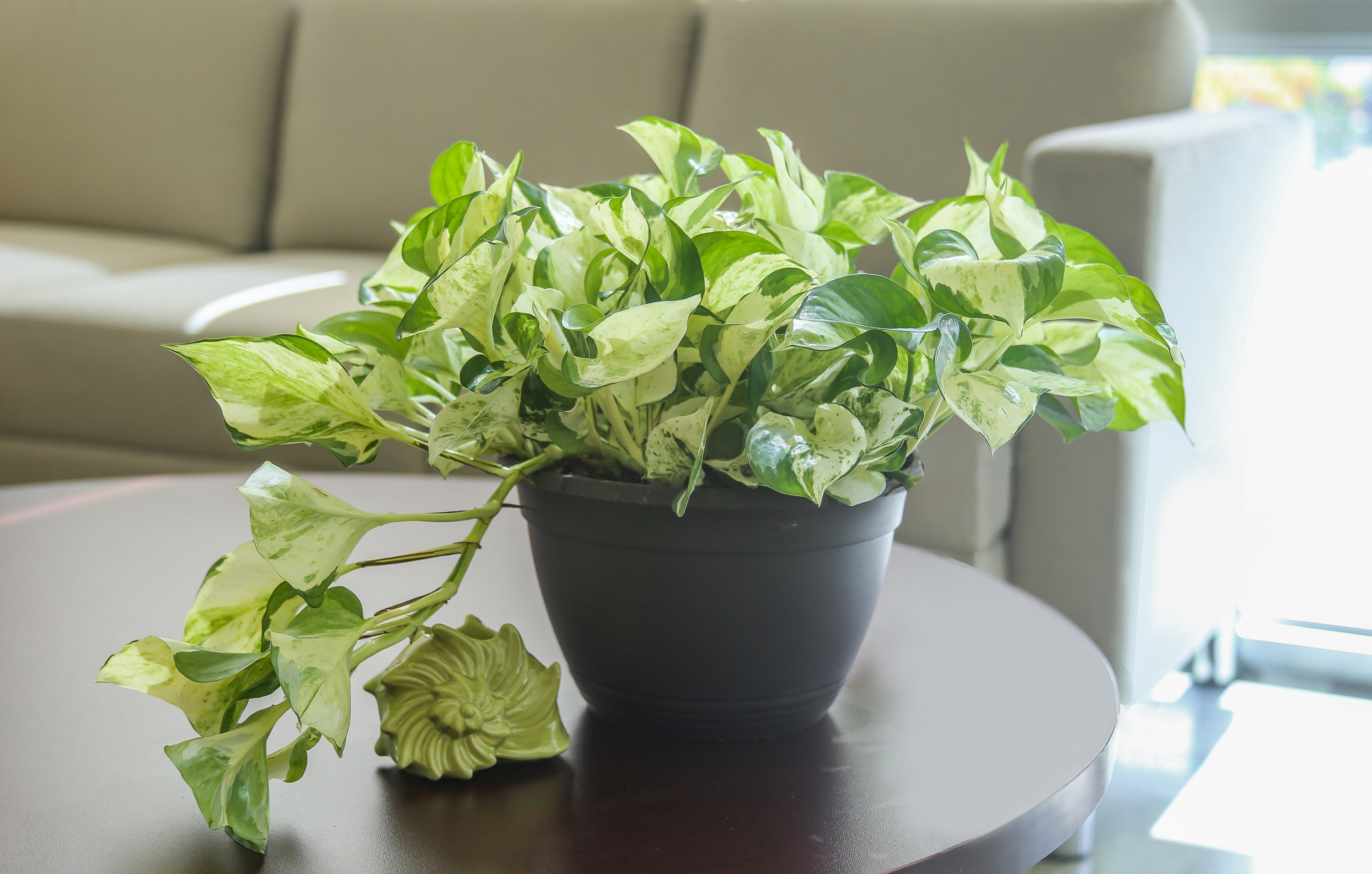 Costa Farms  Live Indoor 10in. Tall Green Devil's Ivy Pothos; Medium， Indirect Light Plant in 6in. Grower Pot