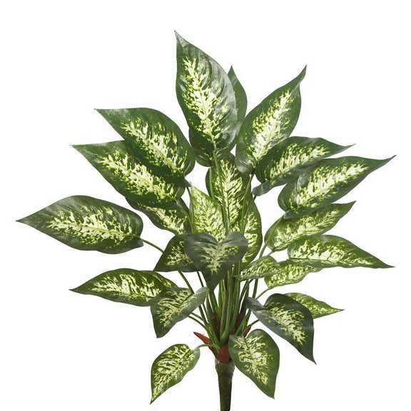 Vickerman FB172101 22 Dieffenbachia Exotica Bush ...