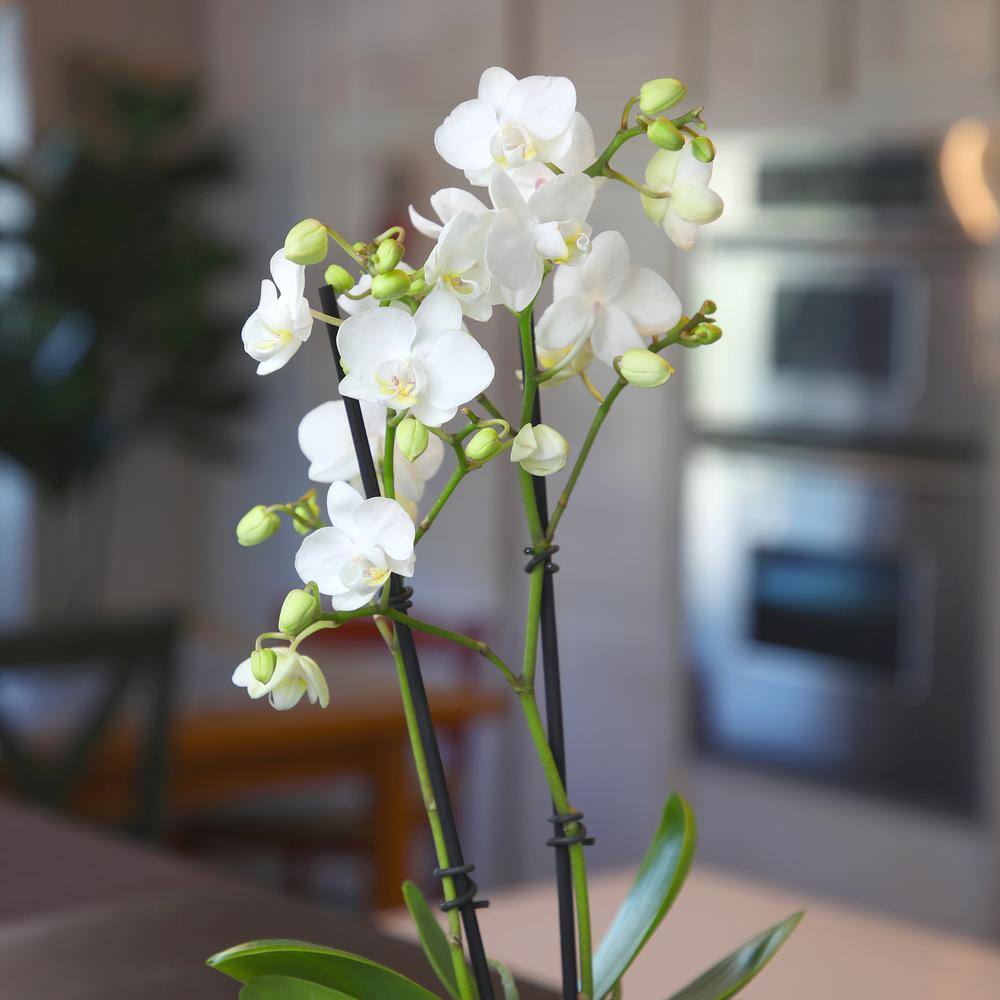 ALTMAN PLANTS 3.5 in. White Orchid Phalaenopsis Live House Plant in White Ceramic Pot 0873008