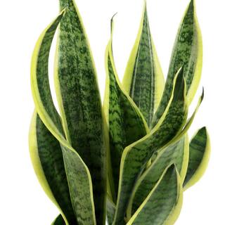 national PLANT NETWORK 6 in. Sanseveria Laurentii Snake Plant in 7 in. Semi Matte Cream Hyde Container HD4701