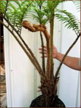 Australian Tree Fern - Cyathea cooperi - Exotic - 6