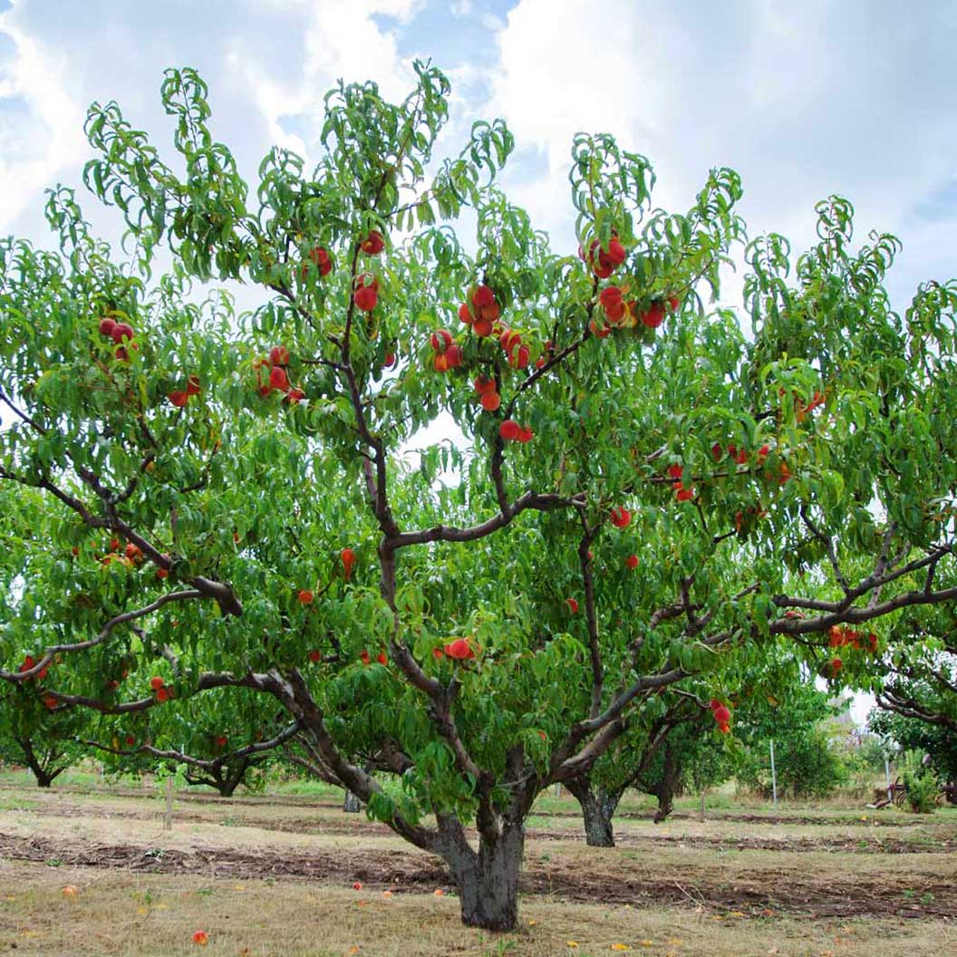 Red Haven Peach Tree