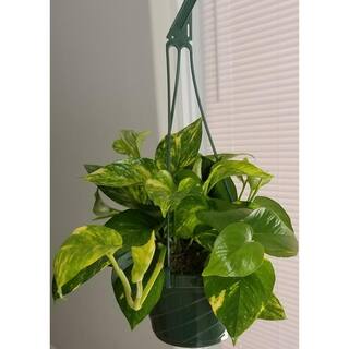 6 in. Golden Pothos Plant in Hanging Basket HBGldP006