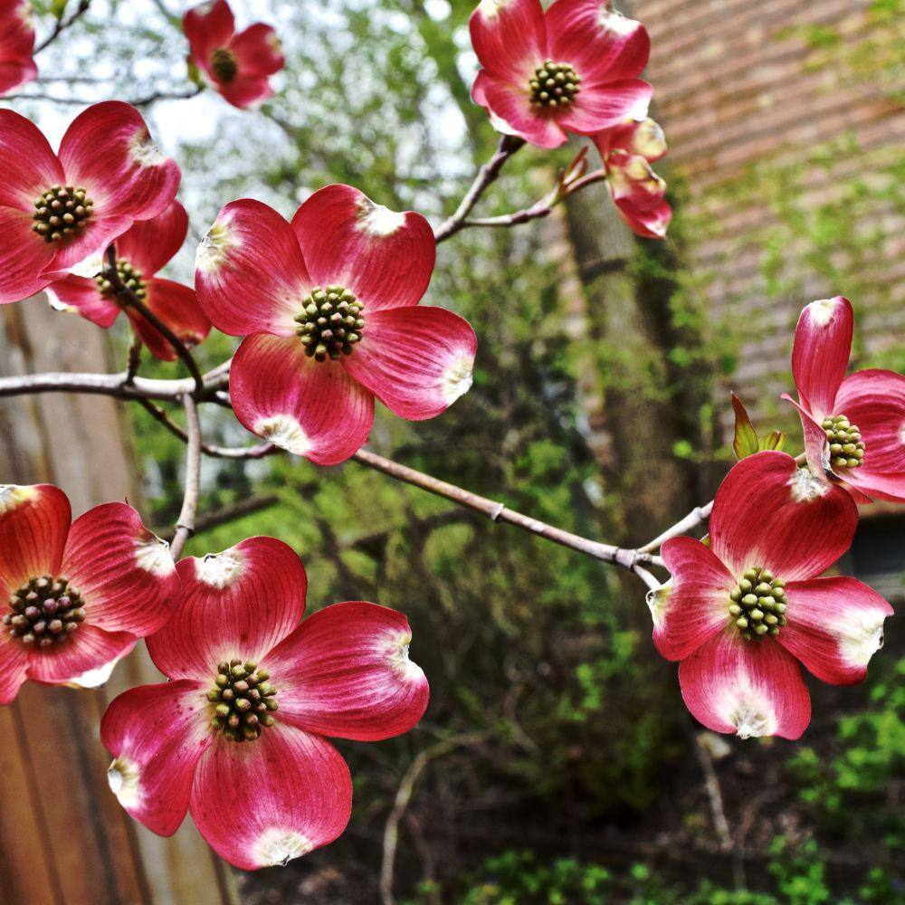 5 Gal. Cherokee Brave Dogwood Flowering Deciduous Tree with Red Flowers DOGCHB05G