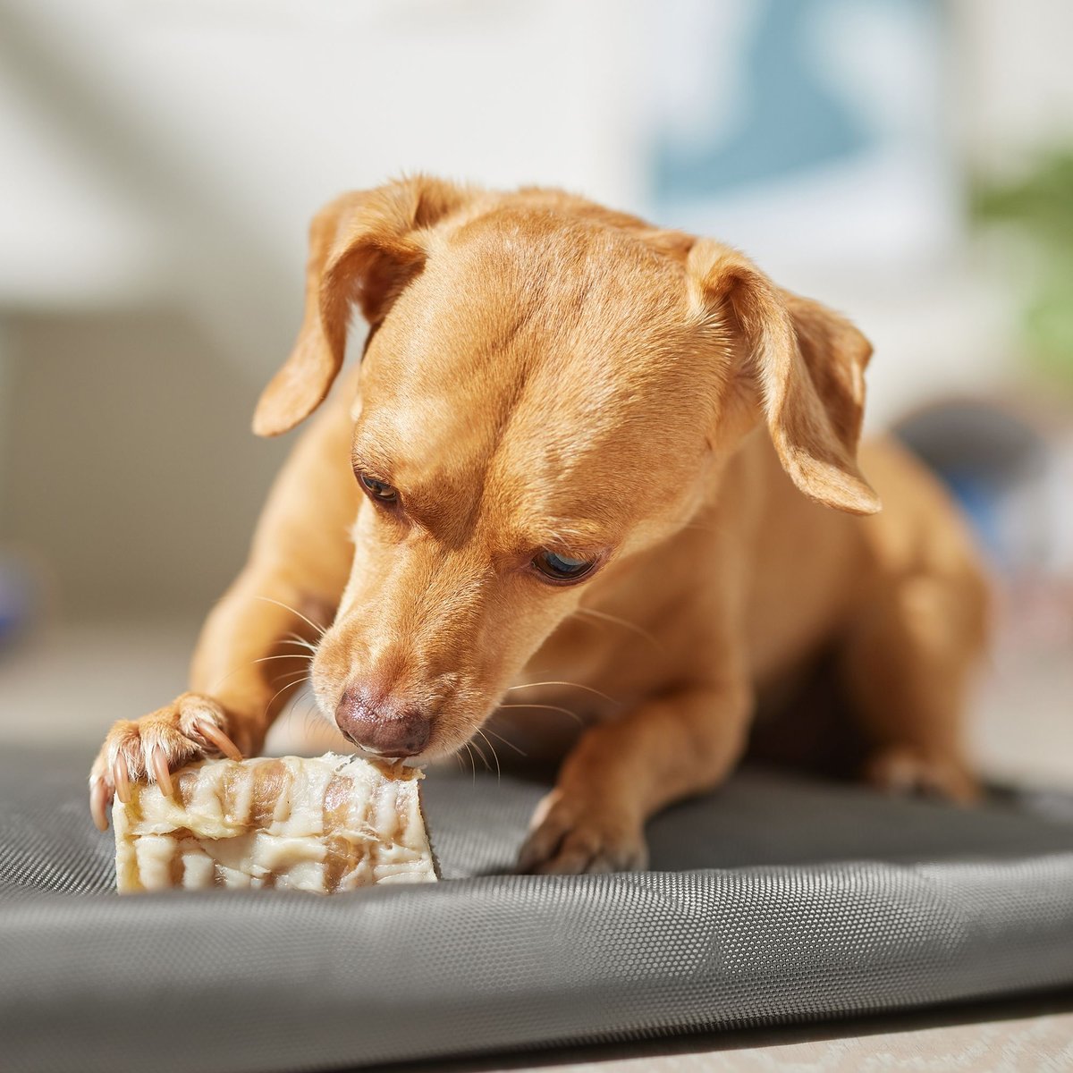 Bones and Chews Made in USA Cheese and Bacon Flavored Filled Beef Trachea Dog Treats