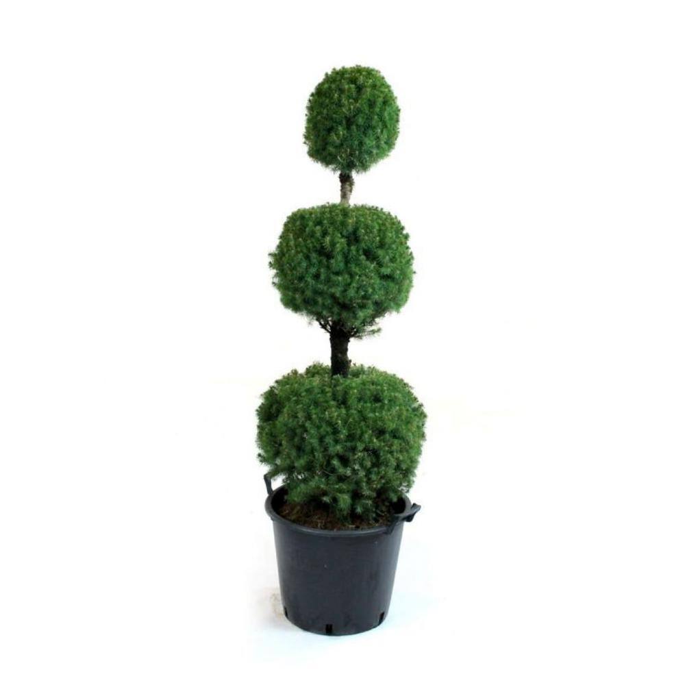 Online Orchards 3 gal. Alberta Spruce Shrub with Formal Poodle Topiary Shape CFSP213