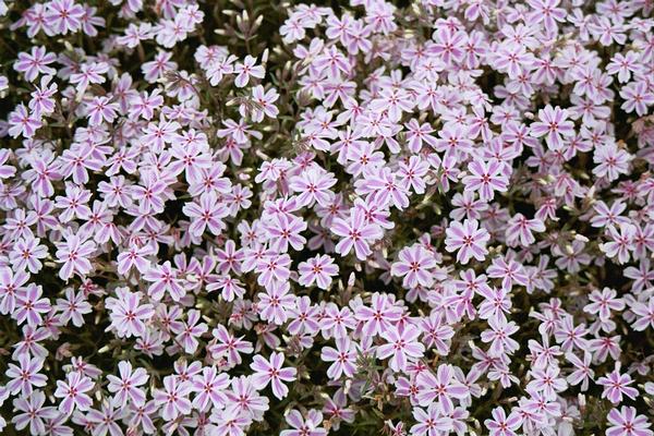 Phlox Subulata 'Candy Stripe' Candy Stripe Creeping Phlox