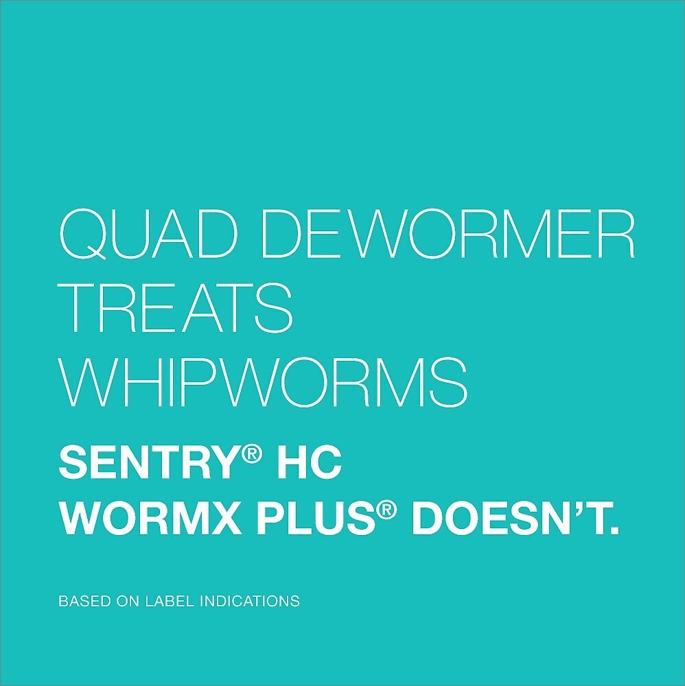 Elanco Quad Dewormer for Hookworms， Roundworms， Tapeworms and Whipworms for Large Breed Dogs