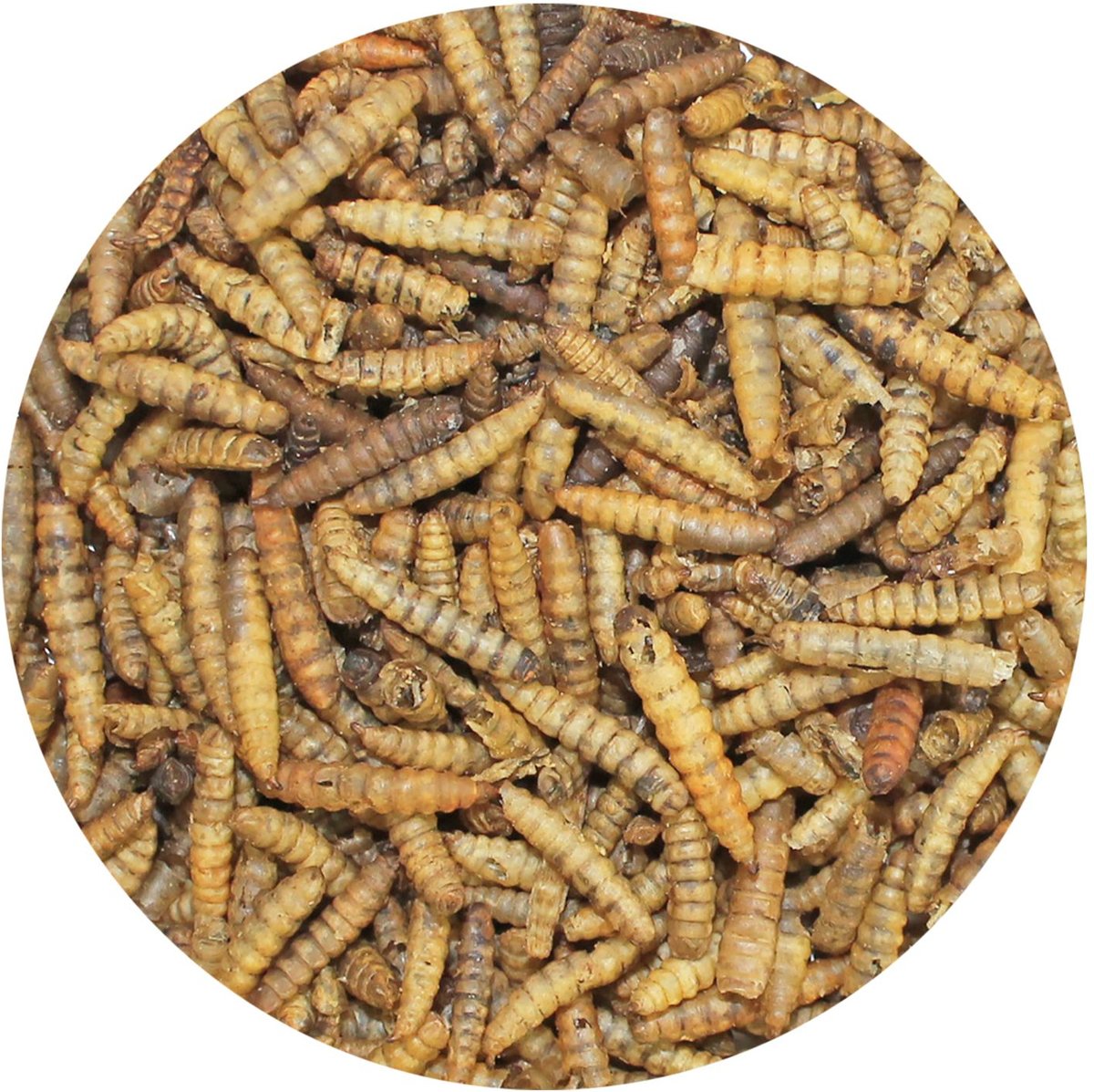 Exotic Nutrition Dried Black Soldier Fly Larvae Small Animal Treats