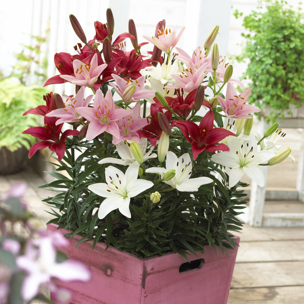 Van Zyverden Lilies Sorbet Patio Container Blend Set of 7 Bulbs Mixed Part Sun