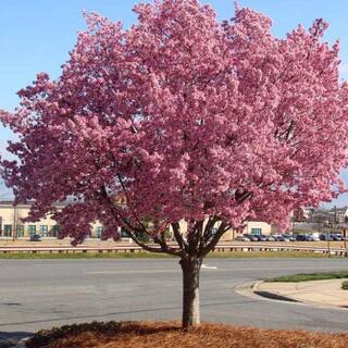 7 Gal. Okame Cherry Flowering Deciduous Tree with Pink Flowers CHFOKA07G
