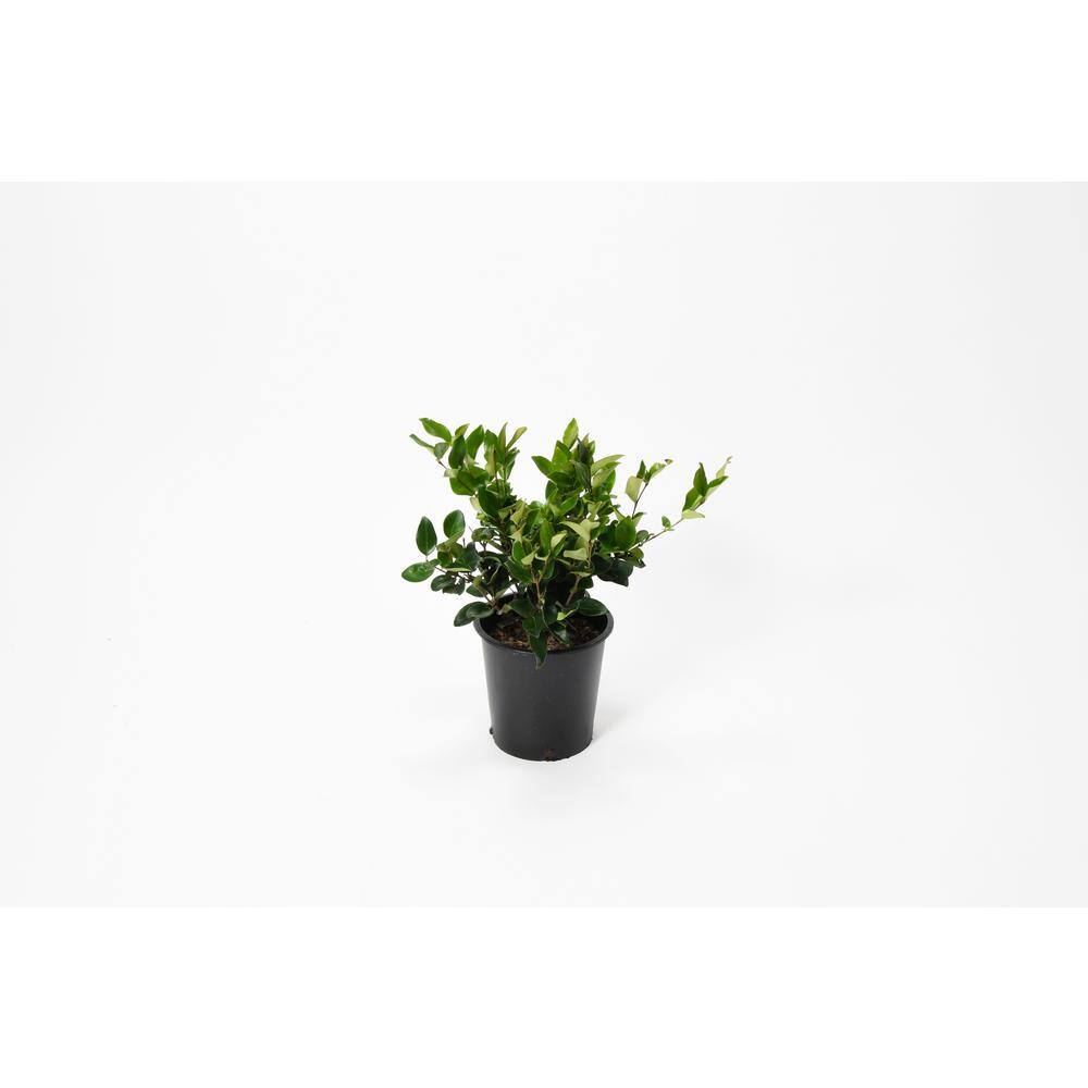 EVERDE GROWERS 2.5 Qt. Ligustrum Waxleaf Texanum Privet Shrub Plant LIGJAF1501