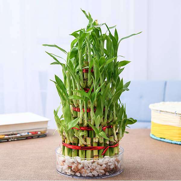 6 Layer Lucky Bamboo Plant in a Bowl with Pebbles