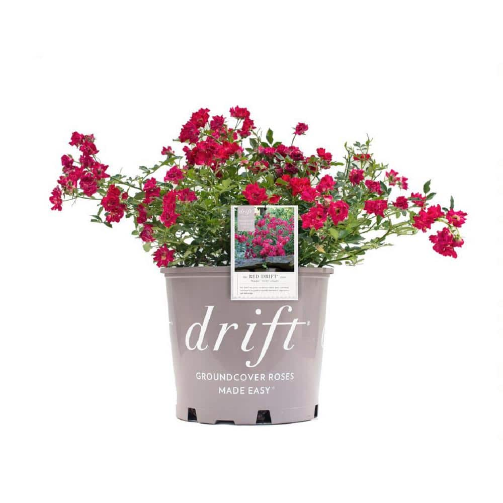 Drift 2.5 Qt. Rose Drift Assorted Colors in 6.3 in. Drift Pot BOPIS1926