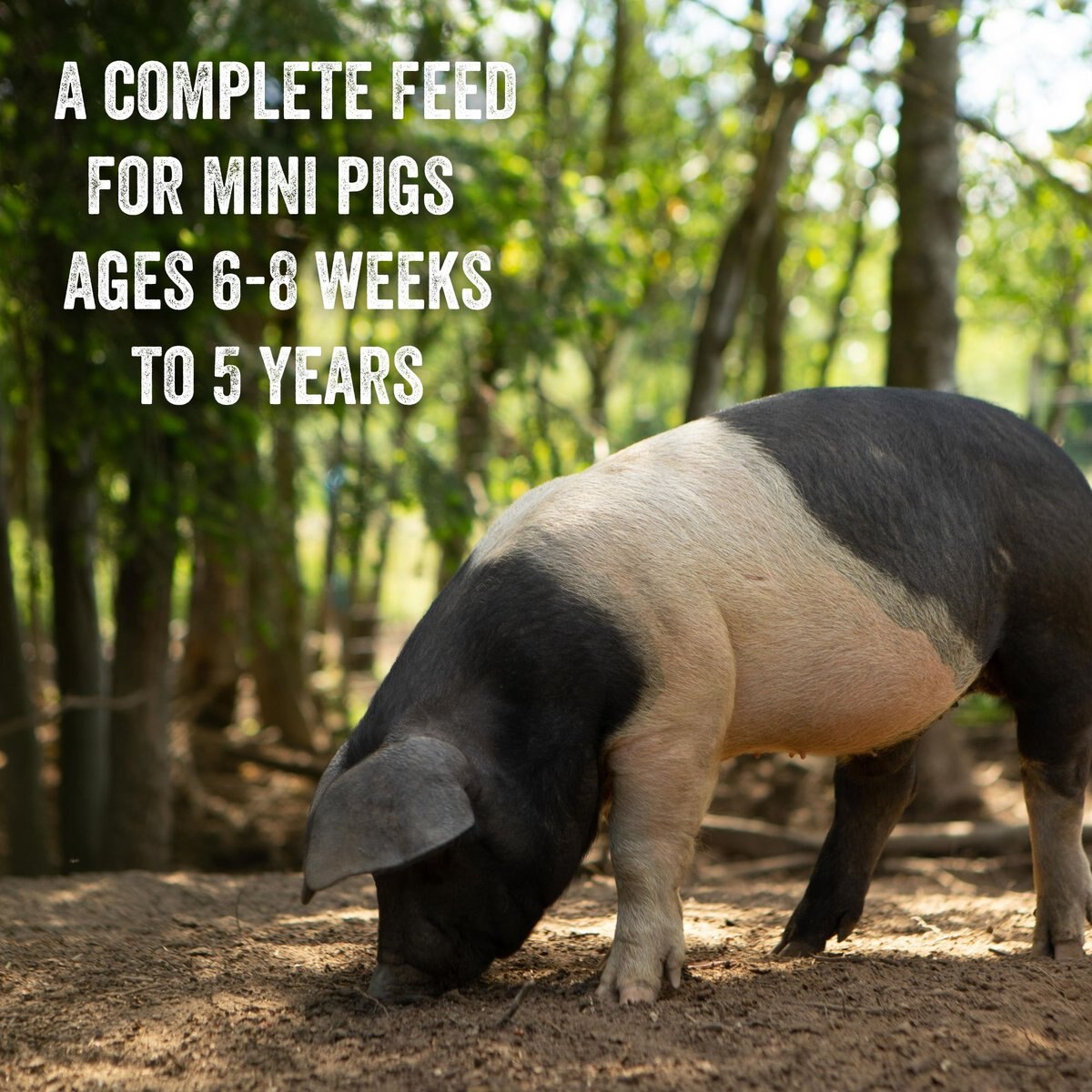 Scratch and Peck Feeds Organic Mini Pig Young Feed