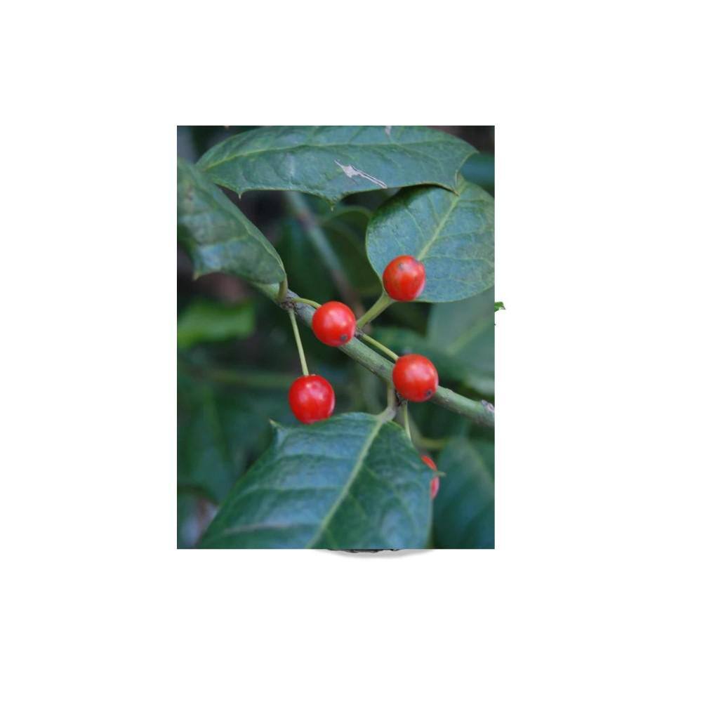 1 Gal. Nellie R. Stevens Holly Evergreen Tree HOLNEL01G