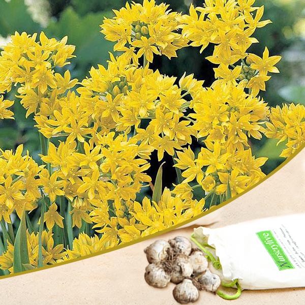 Allium Moly (Yellow) - Bulbs