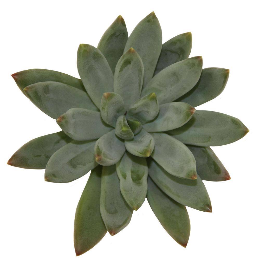 Costa Farms Small Assorted Echeveria Succulents in 2.5 in. Grower Pot， Avg. Shipping Height 3 in. Tall (4-Pack) 2SUCCECHGROW4PK