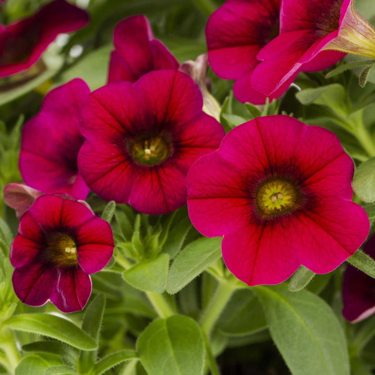 SuperCal 1QT Red Petchoa Petunia Live Plants Grower Pot (5 Count)