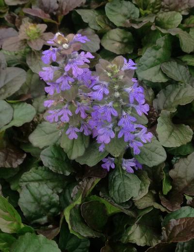 Bronze-Purple Foliage and Lilac