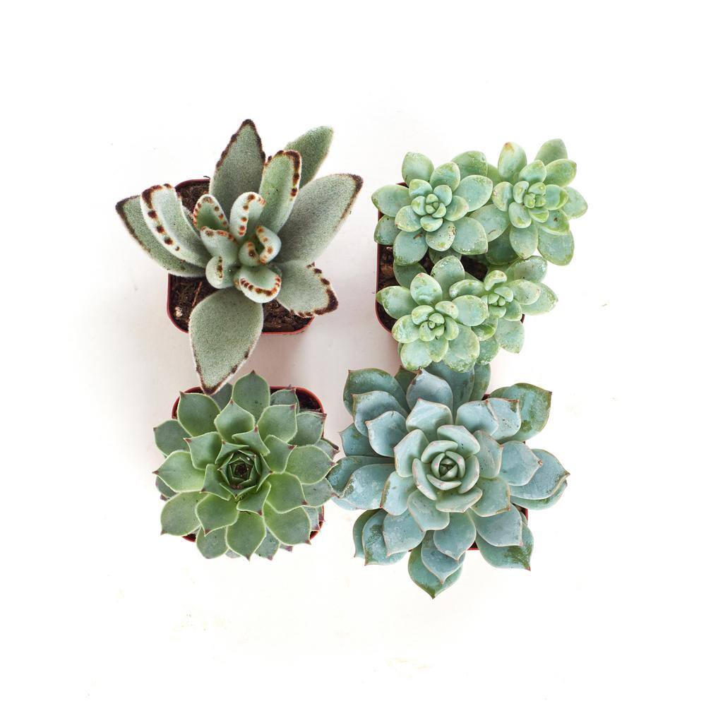 Shop Succulents 2 in. BlueGreen Collection Succulent (Collection of 4) BG4