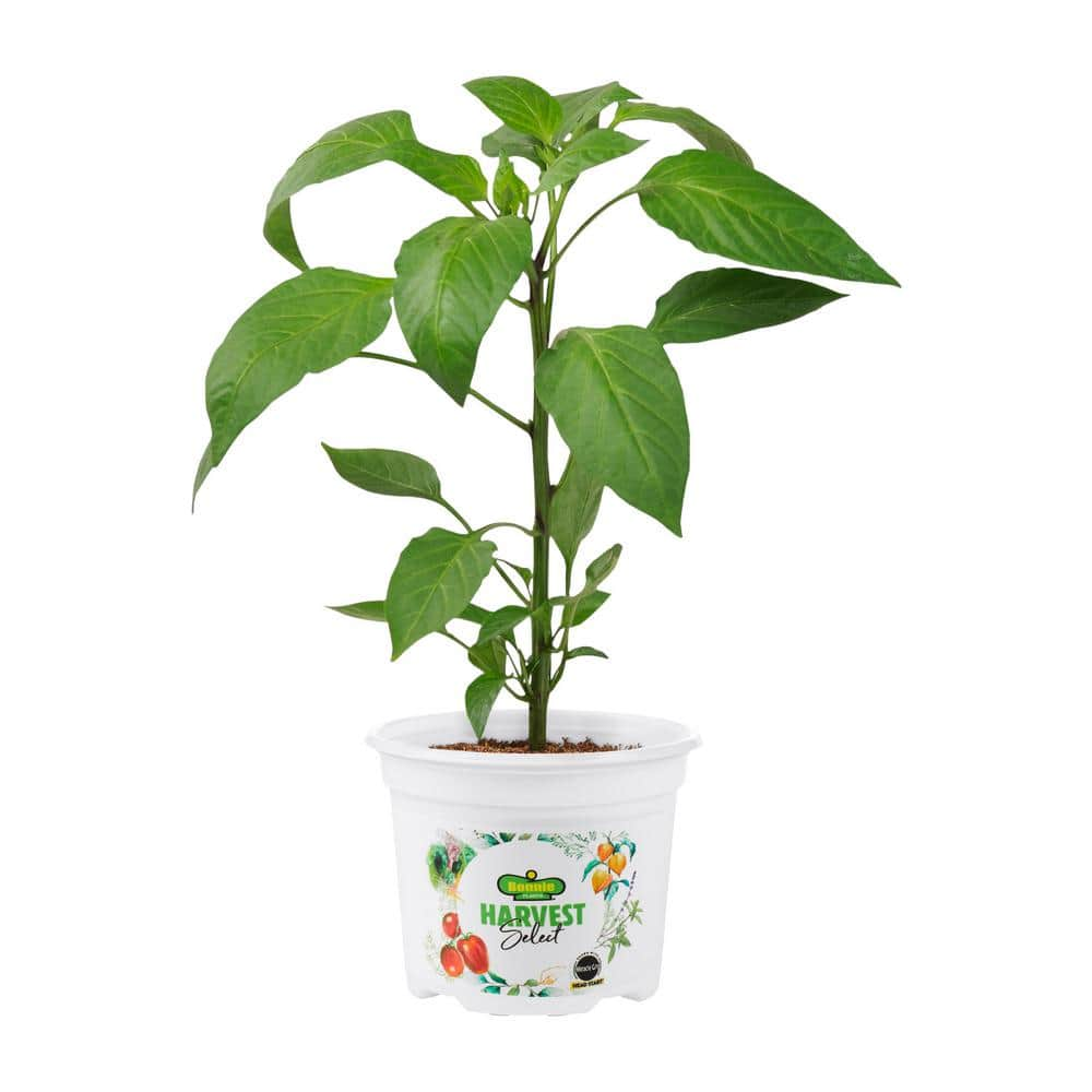 BONNIE PLANTS HARVEST SELECT 25 oz. Early Flame Jalapeno Pepper Plant 715339421869