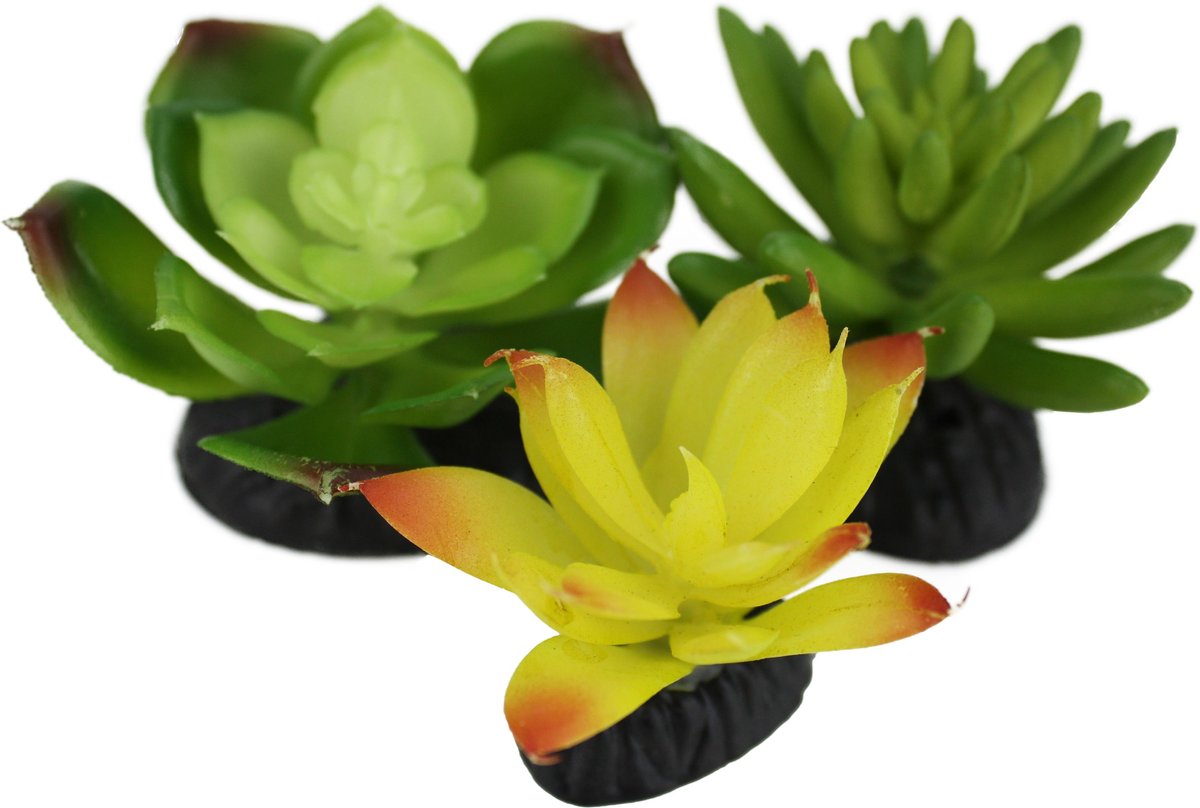 Komodo Succulent Aquarium Plant， 3-in， 3 count