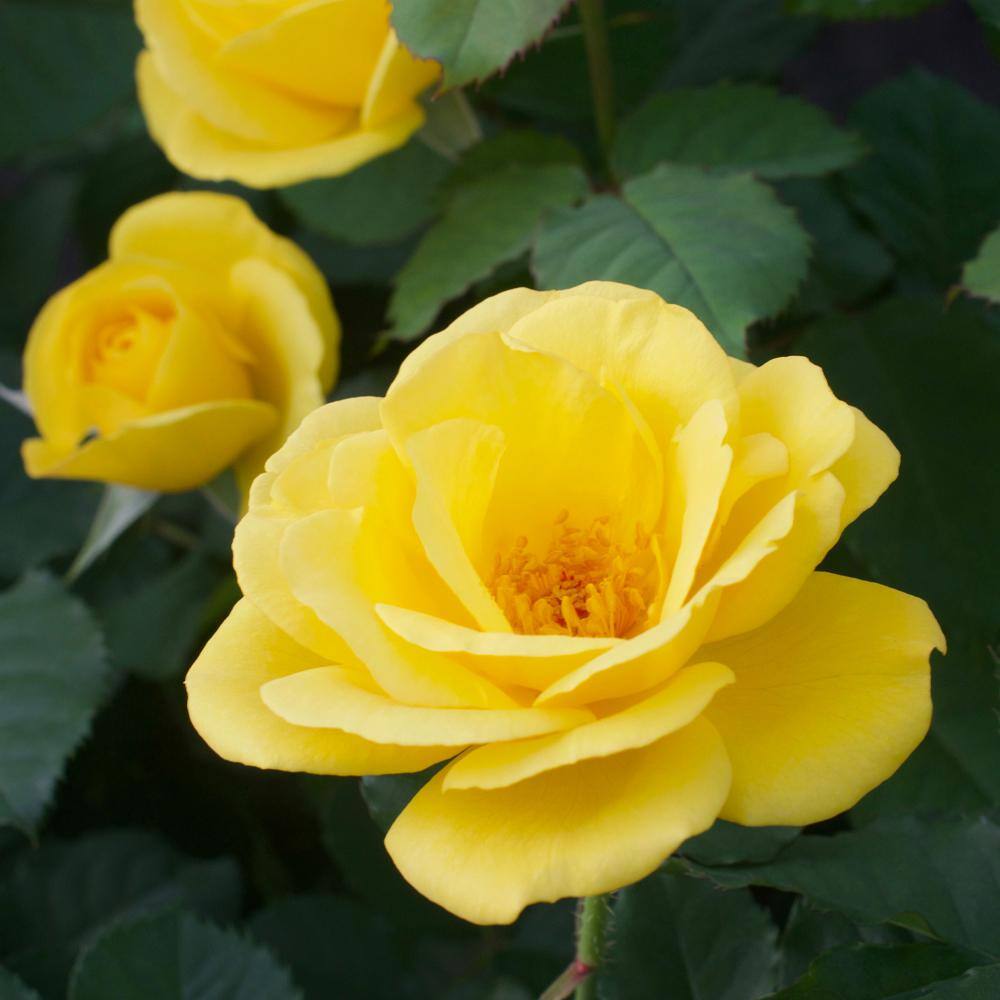 MY LANDSCAPE 2 Gal. Sol Desire Rose with Yellow Flowers 17535