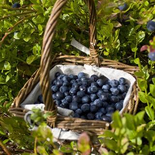 national PLANT NETWORK 2.25 Gal. Tift Blueberry Plant HD7063