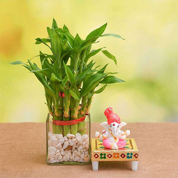 2 Layer Lucky Bamboo in Glass Vase with Lord Ganesha Idol