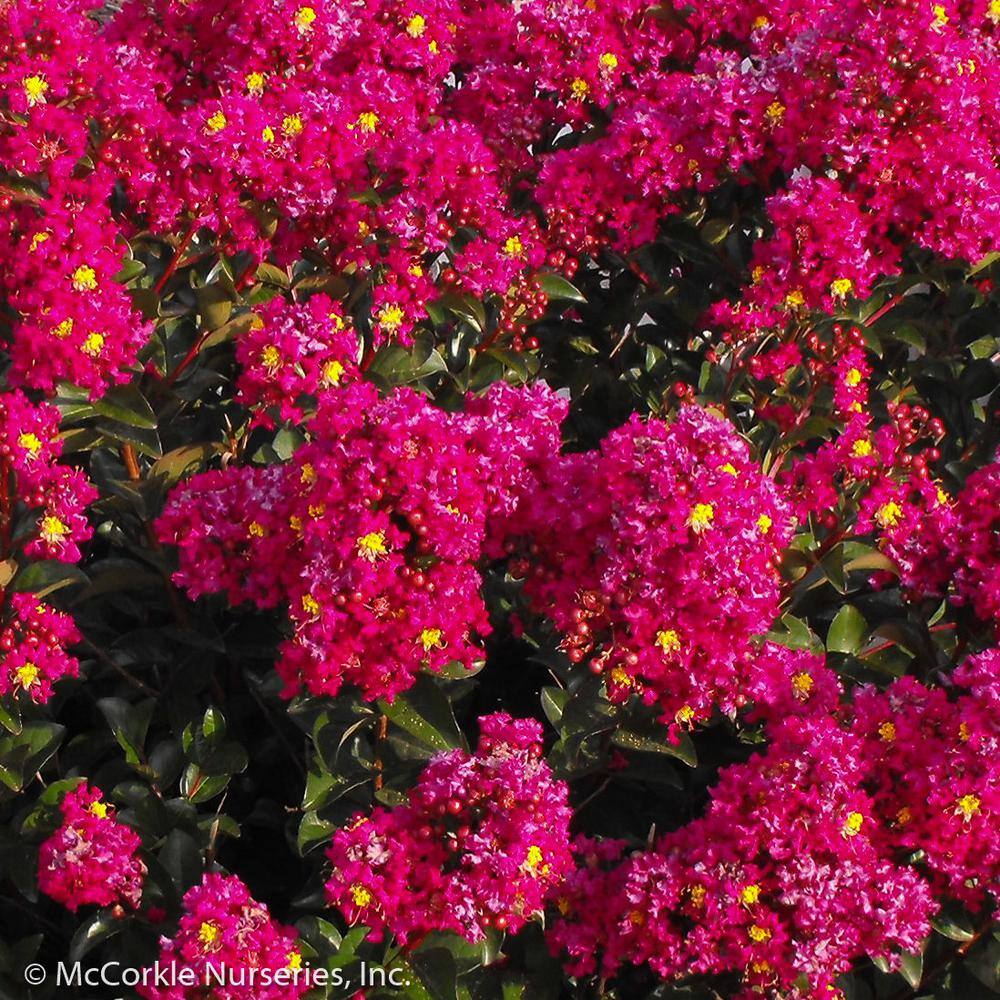 Vigoro 2 Gal. Berry Dazzle Crape Myrtle Dwarf Live Shrub (Lagerstroemia) with Fuchsia Purple Flowers Decidous 11315