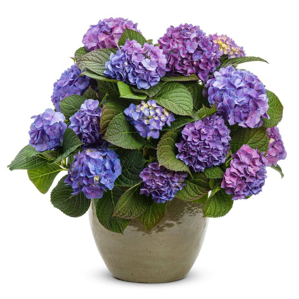 PROVEN WINNERS 4.5 in. Qt. Let's Dance Blue Jangles Reblooming Hydrangea Live Shrub Blue or Pink Flowers HYDPRC2527800