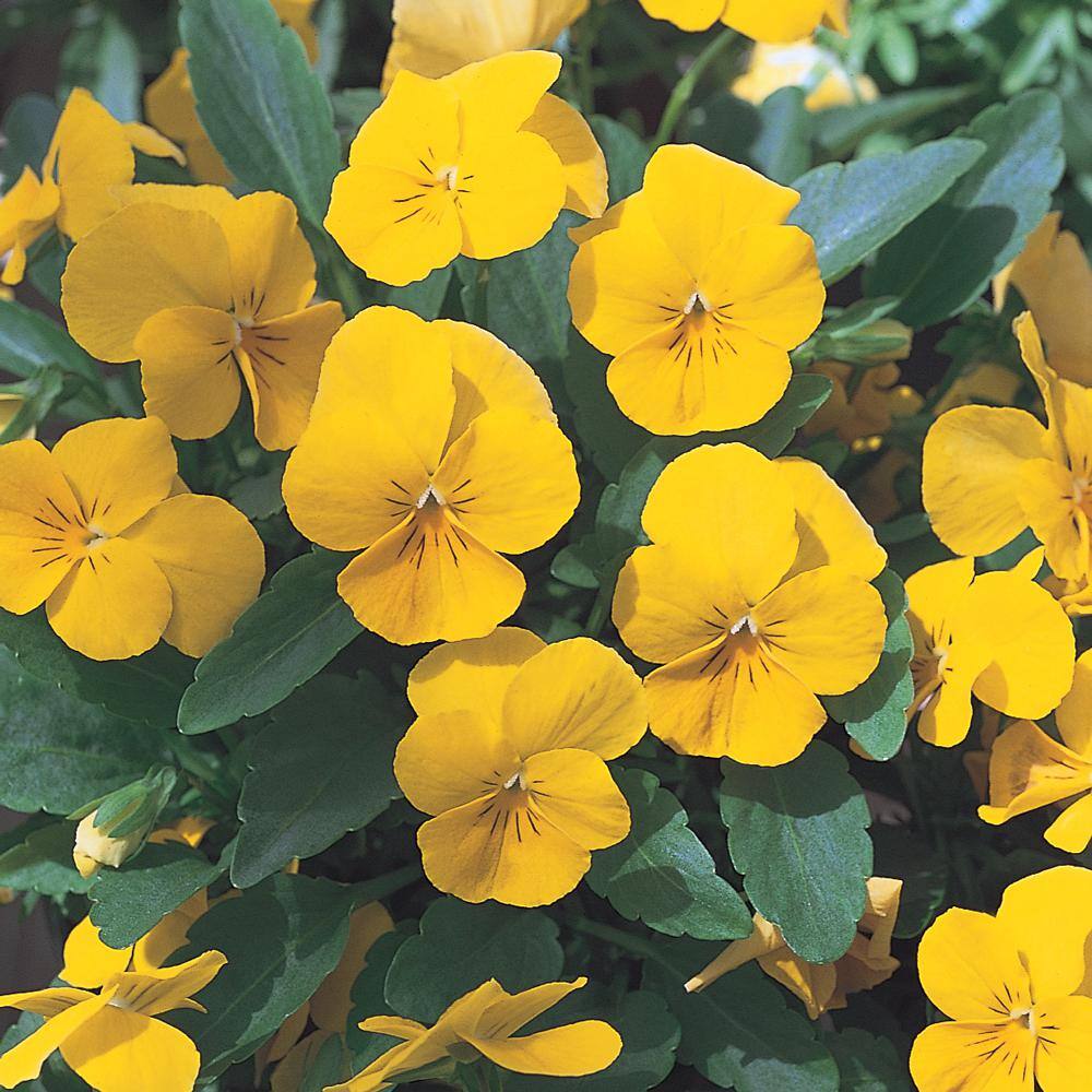 1 Gal. Yellow Viola Plant 7701