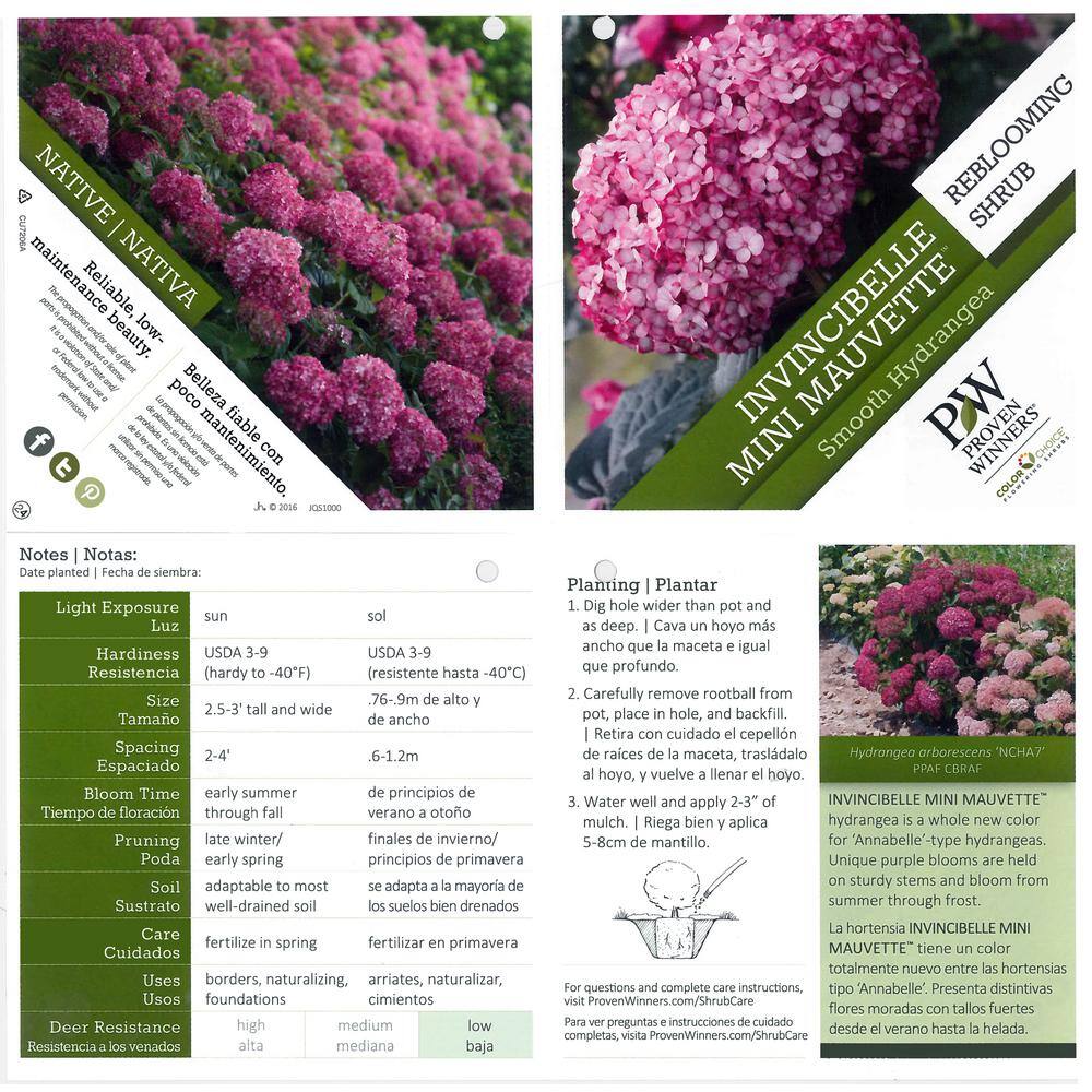 PROVEN WINNERS 4.5 in. Qt. Invincibelle Mini Mauvette Smooth Hydrangea (Hydrangea arborescens) Live Shrub Pink Flowers HYDPRC1167800